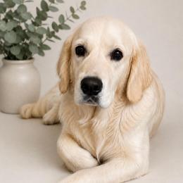 Gennie - Golden Retriever
