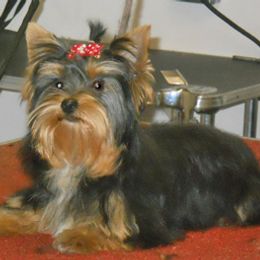 Boxer and Yorkshire Terrier All Grown Up from Pine Oaks Kennel