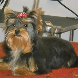 Boxer and Yorkshire Terrier All Grown Up from Pine Oaks Kennel