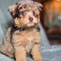 Cheese It - Red merle female Aussiedoodle puppy in Cleveland, Georgia from Jam's Doodles And Poodles