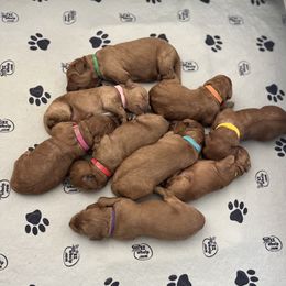 Goldendoodle Puppies from Fishermen’s Doodles