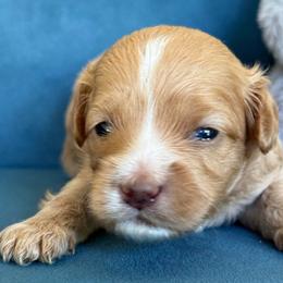 Moonshine - Red female Cavapoo puppy in Yuciapa, California from AlltheDoodlez_