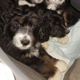 Bernedoodle Puppies from Flat Creek Bernedoodles