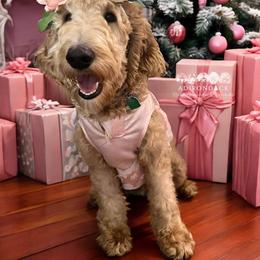Stella - Goldendoodle