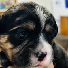 We don’t talk about - Mal-Shi