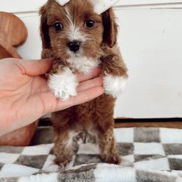 Cavapoo and Goldendoodle Puppies from Pedersendoodles