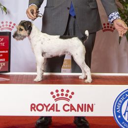 Arrow - Parson Russell Terrier