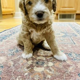 Goldendoodle Puppies from Kings Royal Mini Doodles by King Farms