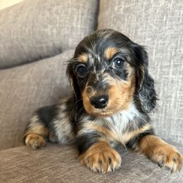 Silva - Dapple female Dachshund puppy in Tonopah, Arizona from Brandie's Dachshunds