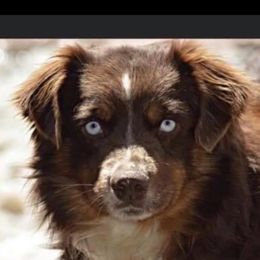 Ozzie - Miniature Australian Shepherd
