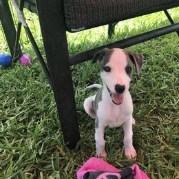 Whippet Puppies from Phoenix Whippets