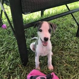 Whippet Puppies from Phoenix Whippets