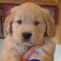 Golden Retrievers from Sky Harbor Golden Retrievers