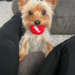 Kona - Yorkshire Terrier