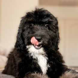 Bernedoodle puppies from Desert Ridge Doodles
