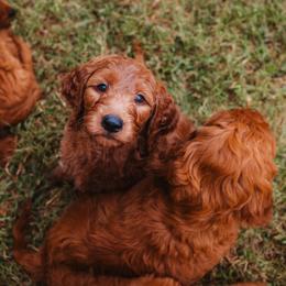 Goldendoodle Puppies from Bows & Ties Doodles
