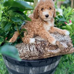 Finn - Apricot male Goldendoodle puppy in Cocoa, Florida from The Beach Doodles