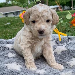 Bolt - Cream male Cockapoo puppy in Bedford, Iowa from Our Father’s Doodles