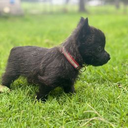 Fiesta - Brindle female Cairn Terrier puppy in Lipan, Texas from Flyin G Cairns
