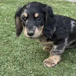 Black and Tan SIlver Dapple - Dapple female Dachshund puppy in Delta, Colorado from Weinderful Dachshunds