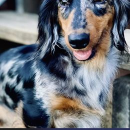 Izzy - Dachshund