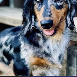 Izzy - Dachshund