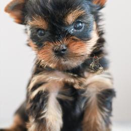 Yorkshire Terrier Puppies from Essence of Grace Yorkies