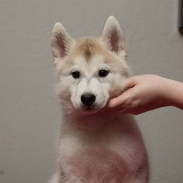 Siberian Husky Puppies from Shedenara Siberians