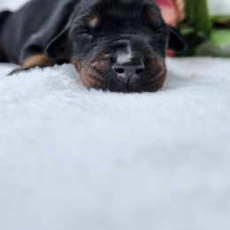 Doberman Pinscher Puppies from Makkr Ridge Dobermans LLC