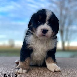 Della - Black rust and white Bernese Mountain Dog puppy in New Haven, Indiana from Milan Berners