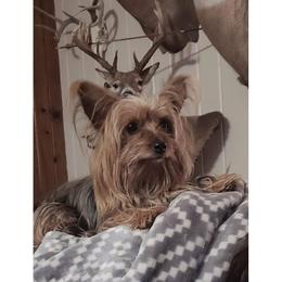 Millie - Yorkshire Terrier