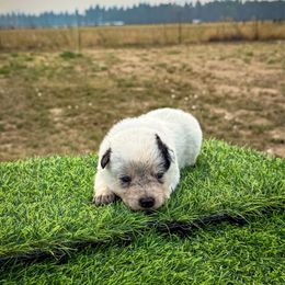 O3 - Blue speckled male Australian Cattle Dog puppy in Spokane, Washington from 4D Cattle Dogs