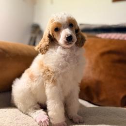 Feta - Red and white female Cocker Spaniel puppy in Nixa, Missouri from LoElls Cocker Spaniels