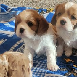 Cavalier King Charles Spaniel puppies from Courtney's Cavaliers