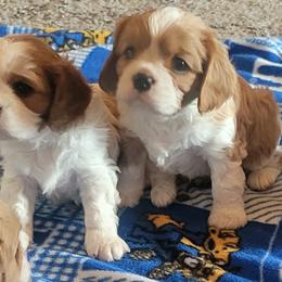 Cavalier King Charles Spaniel puppies from Courtney's Cavaliers