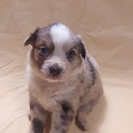 Cranberry - Red merle Australian Shepherd puppy in Sanger, California from A&M Australian Shepherds