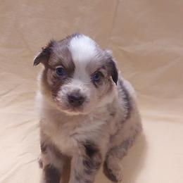 Cranberry - Red merle Australian Shepherd puppy in Sanger, California from A&M Australian Shepherds