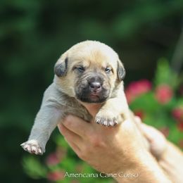 Girl 5 - Fawn female Cane Corso puppy in Cable, Ohio from Americana Cane Corso