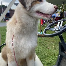 Australian Shepherd Puppies from Reinemn Kennels