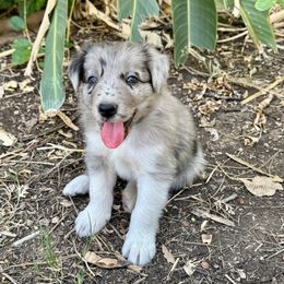 Smokey - Slate merle male Border Collie puppy in Mesa, Arizona from Ranch Girl Border Collies