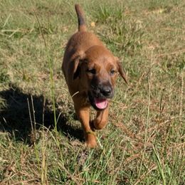 Light green - Red male Irish Terrier puppy in Broadway, North Carolina from Detmore Kennels