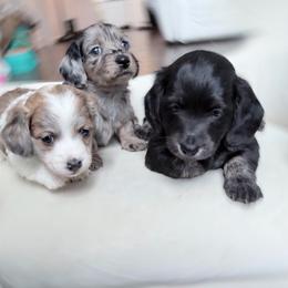 Dreamy - Piebald female Dachshund puppy in Richmond, Virginia from Irresistible Dachshunds & Cavaliers