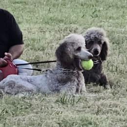 Poodle All Grown Up from Garlu Poodles