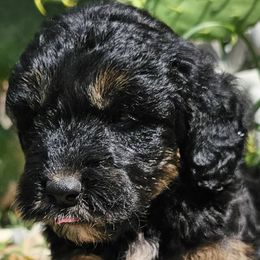 Assorted Doodle Crosses, Aussiedoodles, and Cockapoos from Phamily Doodles