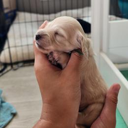 Green Boy - Waffle - Cream male Dachshund puppy in Madison, Wisconsin from CC's Dachshunds