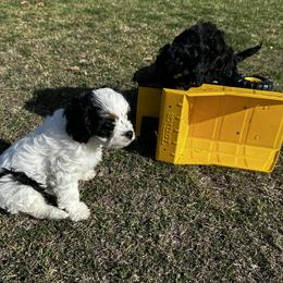 Cavalier King Charles Spaniel and Cavapoo Puppies from Hattie’s Texas Cavapoos