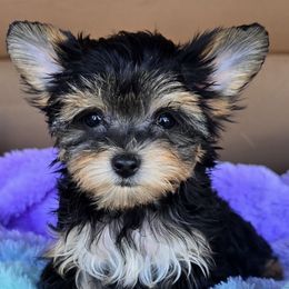 Reesa - Black and tan female Yorkipoo puppy in Lebanon, Kentucky from Mosaic Merle Doodles