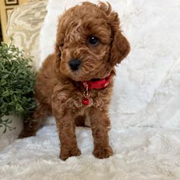 Max - Red  male Poodle puppy in Bakersfield, California from California Red Poodles