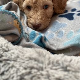 Goldendoodle Puppies from Daisy’s Doodles