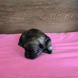 Trixy Girl 3 - Brindle female Shih Tzu puppy in Meadows Of Dan, Virginia from Walt’s Shih Tzus